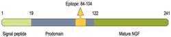 proNGF Polyclonal Antibody, Invitrogen 50 &mu;L; Unconjugated:Antibodies,