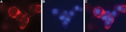 GFR alpha-4 (extracellular) Polyclonal Antibody, Invitrogen 50 &mu;L; Unconjugated:Antibodies,