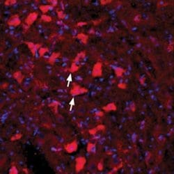 GFR alpha-4 (extracellular) Polyclonal Antibody, Invitrogen 50 &mu;L; Unconjugated:Antibodies,