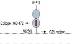 GFR alpha-4 (extracellular) Polyclonal Antibody, Invitrogen 50 &mu;L; Unconjugated:Antibodies,