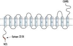 SLC28A1 Polyclonal Antibody, Invitrogen 50 &mu;L; Unconjugated:Antibodies,
