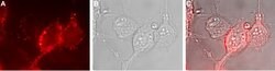 NKCC1 (extracellular) Polyclonal Antibody, Invitrogen 50 &mu;L; Unconjugated:Antibodies,