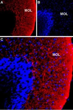NKCC1 (extracellular) Polyclonal Antibody, Invitrogen 50 &mu;L; Unconjugated:Antibodies,