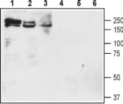 NKCC1 (extracellular) Polyclonal Antibody, Invitrogen 50 &mu;L; Unconjugated:Antibodies,