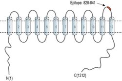 NKCC1 (extracellular) Polyclonal Antibody, Invitrogen 50 &mu;L; Unconjugated:Antibodies,