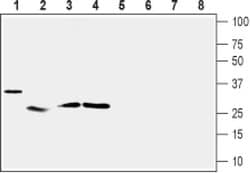 UCP2 Polyclonal Antibody, Invitrogen 50 &mu;L; Unconjugated:Antibodies,