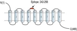 NIPA4 (extracellular) Polyclonal Antibody, Invitrogen 50 &mu;L; Unconjugated:Antibodies,