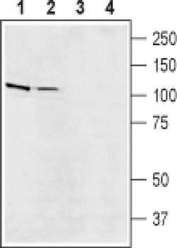 SLC9A5 Polyclonal Antibody, Invitrogen 50 &mu;L; Unconjugated:Antibodies,