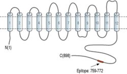 SLC9A5 Polyclonal Antibody, Invitrogen 50 &mu;L; Unconjugated:Antibodies,