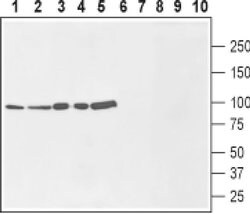 Nhe-1 (extracellular) Polyclonal Antibody, Invitrogen 50 &mu;L; Unconjugated:Antibodies,