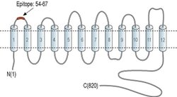 Nhe-1 (extracellular) Polyclonal Antibody, Invitrogen 50 &mu;L; Unconjugated:Antibodies,