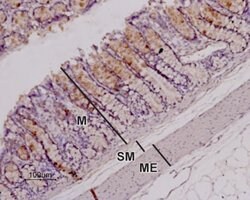 Orexin Receptor 1 Polyclonal Antibody, Invitrogen 50 &mu;L; Unconjugated:Antibodies,