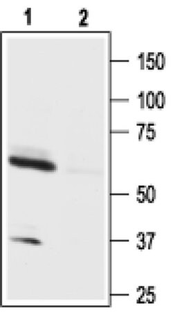 Orexin Receptor 1 Polyclonal Antibody, Invitrogen 50 &mu;L; Unconjugated:Antibodies,