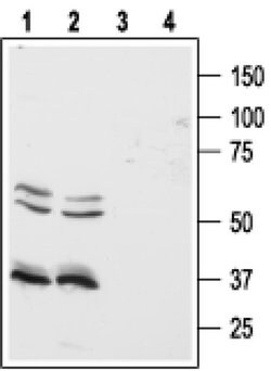 Orexin Receptor 1 Polyclonal Antibody, Invitrogen 50 &mu;L; Unconjugated:Antibodies,