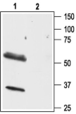 Orexin Receptor 1 Polyclonal Antibody, Invitrogen 50 &mu;L; Unconjugated:Antibodies,