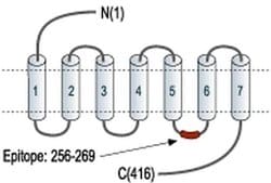 Orexin Receptor 1 Polyclonal Antibody, Invitrogen 50 &mu;L; Unconjugated:Antibodies,