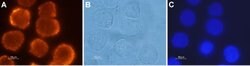 Orexin Receptor 2 Polyclonal Antibody, Invitrogen 50 &mu;L; Unconjugated:Antibodies,