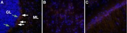 Orexin Receptor 2 Polyclonal Antibody, Invitrogen 50 &mu;L; Unconjugated:Antibodies,