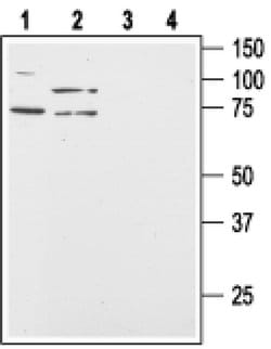 Orexin Receptor 2 Polyclonal Antibody, Invitrogen 50 &mu;L; Unconjugated:Antibodies,