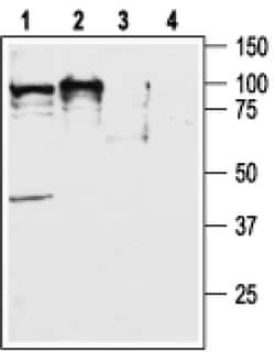 Orexin Receptor 2 Polyclonal Antibody, Invitrogen 50 &mu;L; Unconjugated:Antibodies,