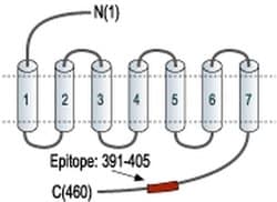 Orexin Receptor 2 Polyclonal Antibody, Invitrogen 50 &mu;L; Unconjugated:Antibodies,