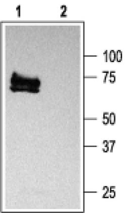 KV1.3 (KCNA3) Polyclonal Antibody, Invitrogen 50 &mu;L; Unconjugated:Antibodies,