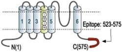KV1.3 (KCNA3) Polyclonal Antibody, Invitrogen 50 &mu;L; Unconjugated:Antibodies,