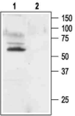 KV1.1 (KCNA1) Polyclonal Antibody, Invitrogen 50 &mu;L; Unconjugated:Antibodies,