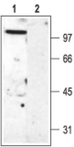 KV3.2 (KCNC2) Polyclonal Antibody, Invitrogen 50 &mu;L; Unconjugated:Antibodies,