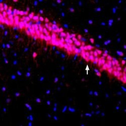 KV4.3 (KCND3) Polyclonal Antibody, Invitrogen 50 &mu;L; Unconjugated:Antibodies,