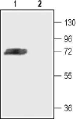 KV4.3 (KCND3) Polyclonal Antibody, Invitrogen 50 &mu;L; Unconjugated:Antibodies,