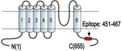 KV4.3 (KCND3) Polyclonal Antibody, Invitrogen 50 &mu;L; Unconjugated:Antibodies,