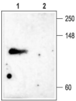 KV3.4 (KCNC4) Polyclonal Antibody, Invitrogen 50 &mu;L | Buy Online | Invitrogen | Fisher Scientific