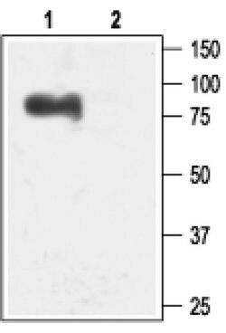 KCNN3 Polyclonal Antibody, Invitrogen 50 &mu;L; Unconjugated:Antibodies,