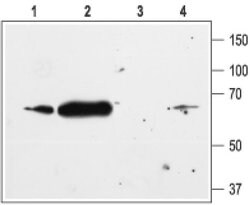 Kir2.1 (KCNJ2) Polyclonal Antibody, Invitrogen 50 &mu;L; Unconjugated:Antibodies,