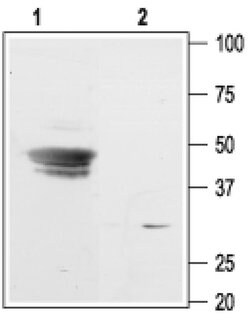 Kir3.3 (KCNJ9) Polyclonal Antibody, Invitrogen 50 &mu;L; Unconjugated:Antibodies,