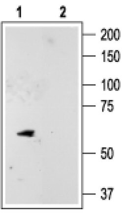 KCNK10 Polyclonal Antibody, Invitrogen 50 &mu;L; Unconjugated:Antibodies,