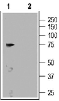 CNGA3 Polyclonal Antibody, Invitrogen 50 &mu;L | Buy Online | Invitrogen | Fisher Scientific