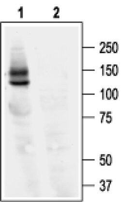 KCNH2 Polyclonal Antibody, Invitrogen 50 &mu;L | Buy Online | Invitrogen | Fisher Scientific