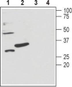 KCNMB3 (extracellular) Polyclonal Antibody, Invitrogen 50 &mu;L; Unconjugated:Antibodies,