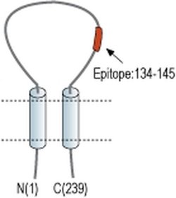 KCNMB3 (extracellular) Polyclonal Antibody, Invitrogen 50 &mu;L; Unconjugated:Antibodies,
