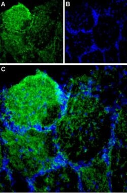 PIEZO1 Polyclonal Antibody, Invitrogen 50 &mu;L; Unconjugated:Antibodies,
