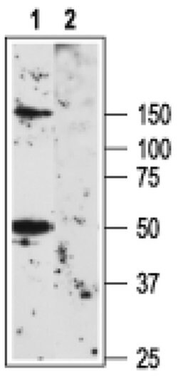 KV1.3 (KCNA3) (extracellular) Polyclonal Antibody, Invitrogen 50 &mu;L | Buy Online | Invitrogen | Fisher Scientific