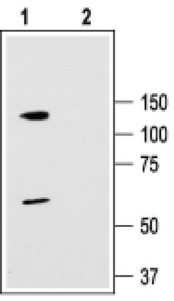 KV3.3 (KCNC3) Polyclonal Antibody, Invitrogen 50 &mu;L; Unconjugated:Antibodies,
