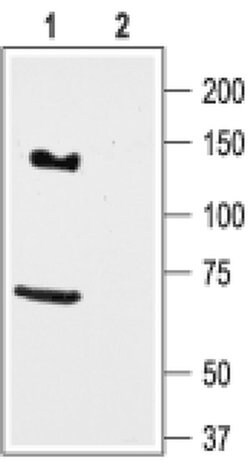KCNH7 Polyclonal Antibody, Invitrogen 50 &mu;L; Unconjugated:Antibodies,