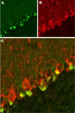 KVbeta2 (KCNAB2) Polyclonal Antibody, Invitrogen 50 &mu;L; Unconjugated:Antibodies,