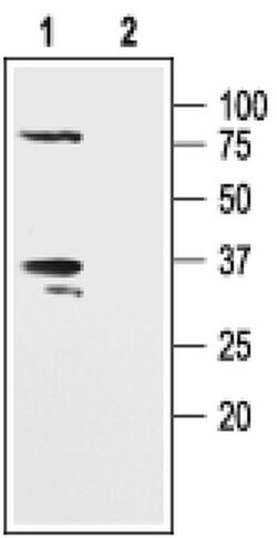 KVbeta2 (KCNAB2) Polyclonal Antibody, Invitrogen 50 &mu;L; Unconjugated:Antibodies,