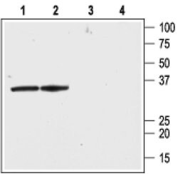 KVbeta2 (KCNAB2) Polyclonal Antibody, Invitrogen 50 &mu;L; Unconjugated:Antibodies,