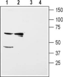Kir5.1 (KCNJ16) Polyclonal Antibody, Invitrogen 50 &mu;L; Unconjugated:Antibodies,