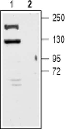 KCNT1 Polyclonal Antibody, Invitrogen 50 &mu;L; Unconjugated:Antibodies,